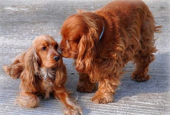 可卡犬为什么不建议养,可卡犬的正确喂养方法
