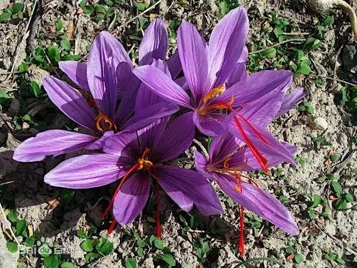 【马博士聊本草】女科要药（一）：藏红花的故事——采收