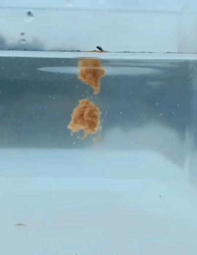 自制酒米窝料及饵料,酒米饵窝料怎么制作