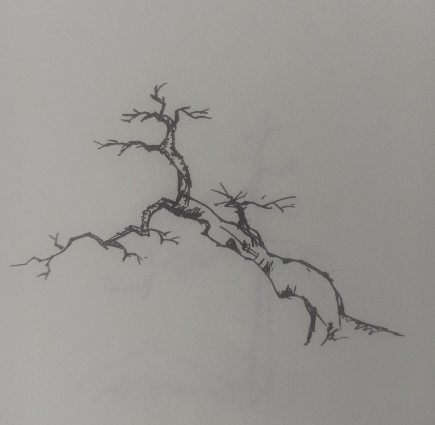 飘枝在盆景中真的很重要吗,飘枝与跌枝同时具备的盆景