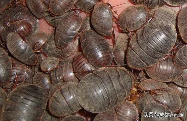 金边土元养殖技术视频,土元养殖技术视频教程