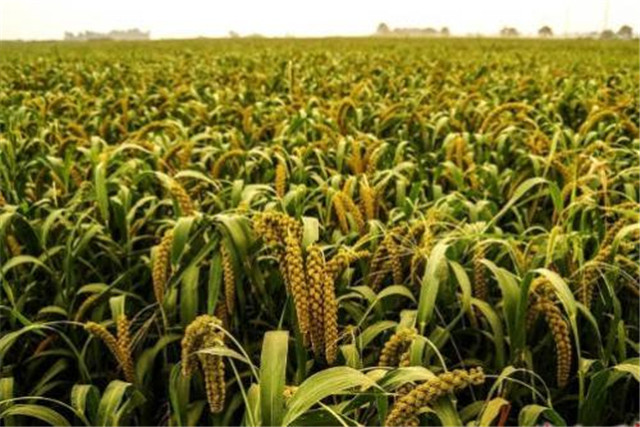 绿色食品谷子栽培技术,当地谷子栽培技术要点是什么