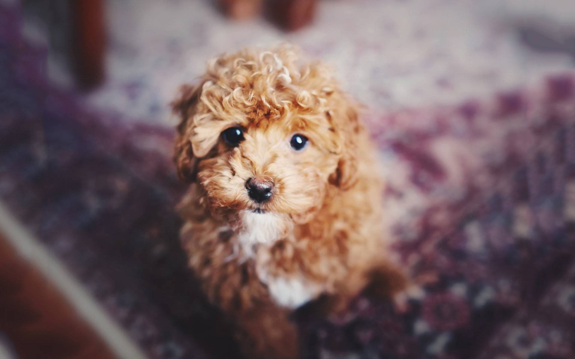 泰迪拉稀怎么办,泰迪拉稀吃痢特灵