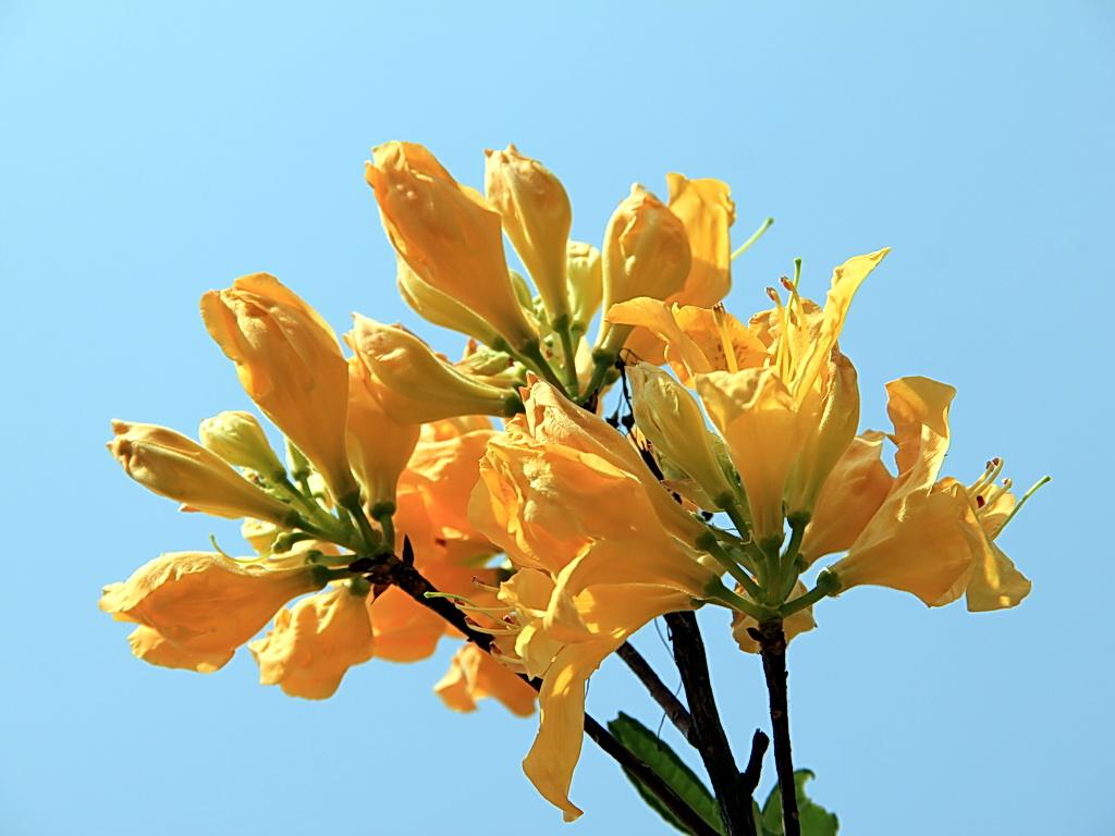 杜鹃花植物图片大全,最漂亮的杜鹃花品种有哪些