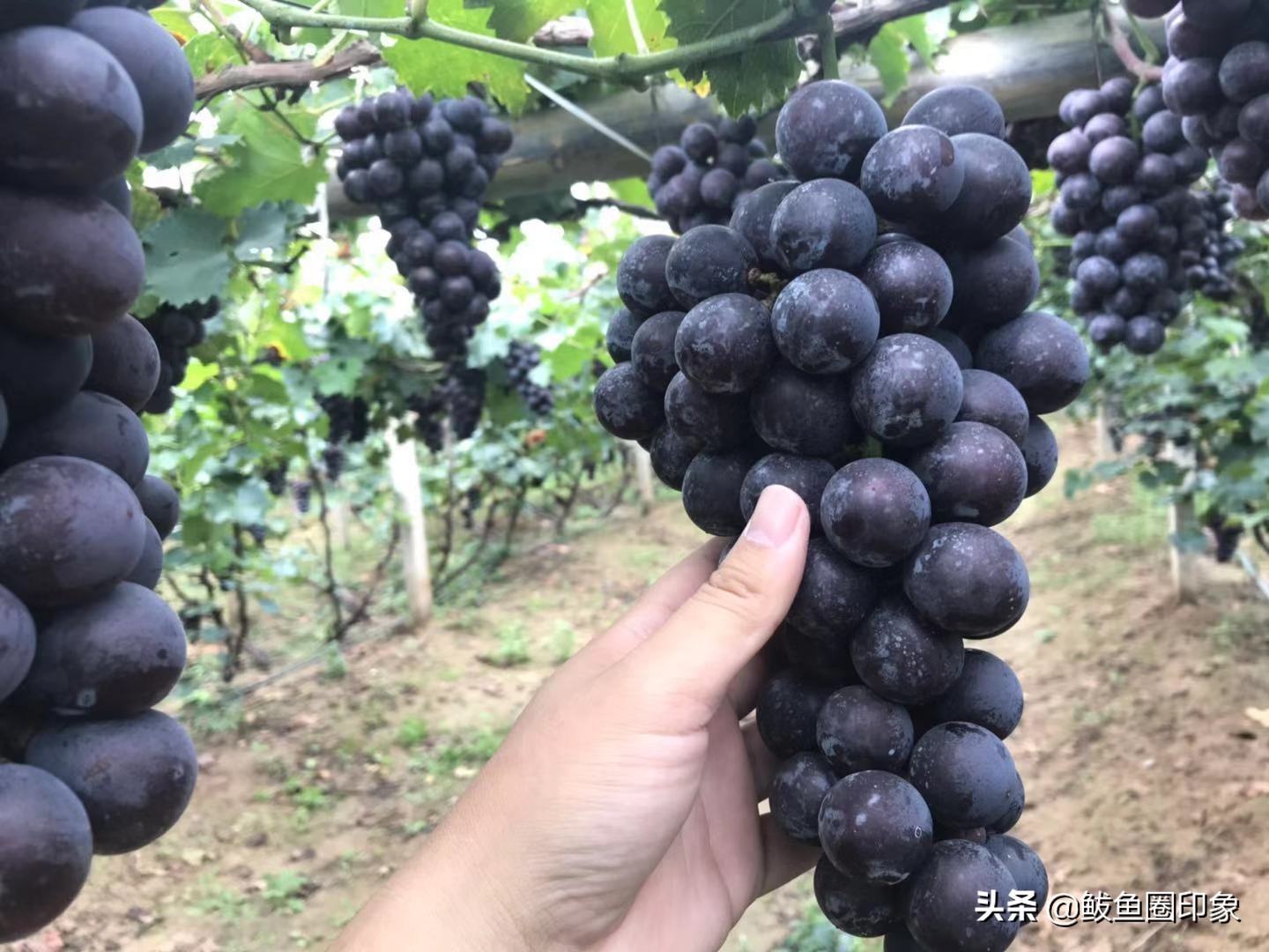 营口鲅鱼圈葡萄种植,鲅鱼圈葡萄热卖