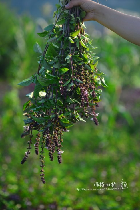 西餐香草大全及用途视频,好吃的西餐料理有哪些