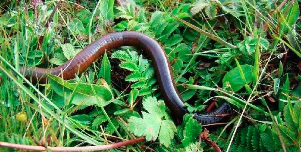 钓红鲳鱼最佳时间,淡水鲳鱼怎么钓淡水红鲳鱼