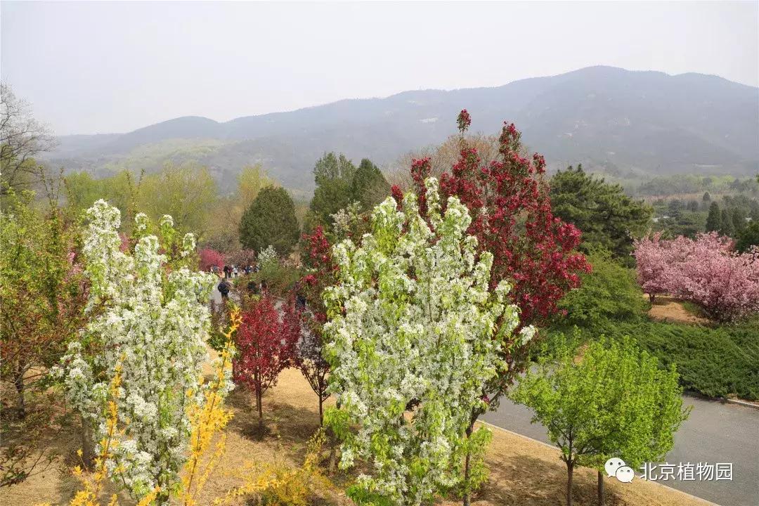 中国科学院植物研究所北京植物园,北京植物园有牡丹花还有什么花