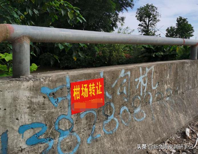 新会陈皮真实存在的核心产区,被人消灭的陈皮产业