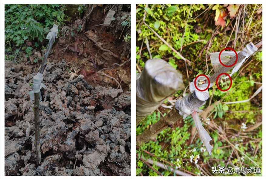 李子嫁接成活要不要修枝,村民种植果树亏本