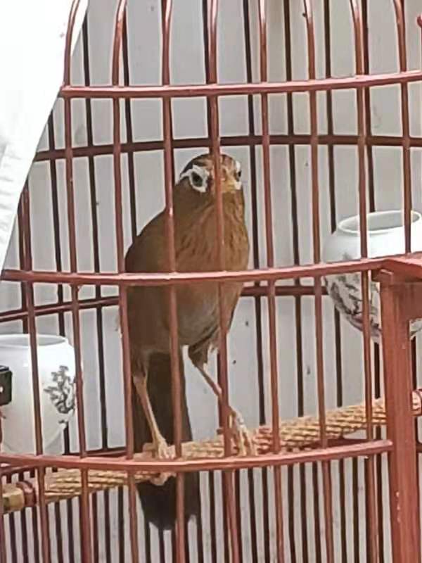 画眉鸟挑选的正确方法,画眉鸟入门基础知识