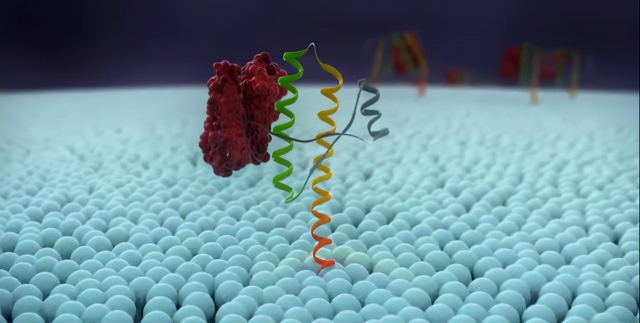 致死率百分百疾病,感染朊病毒有多可怕