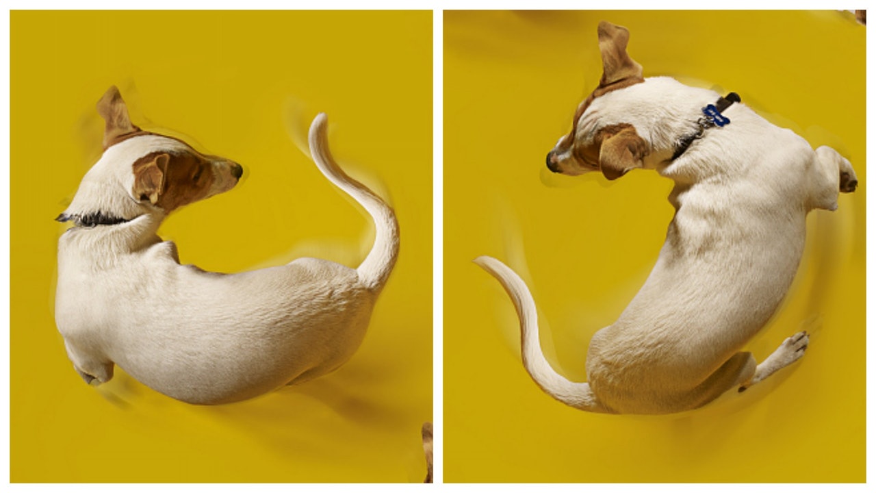 为什么狗狗会追着拖把咬,为什么狗狗会一直追着你跑