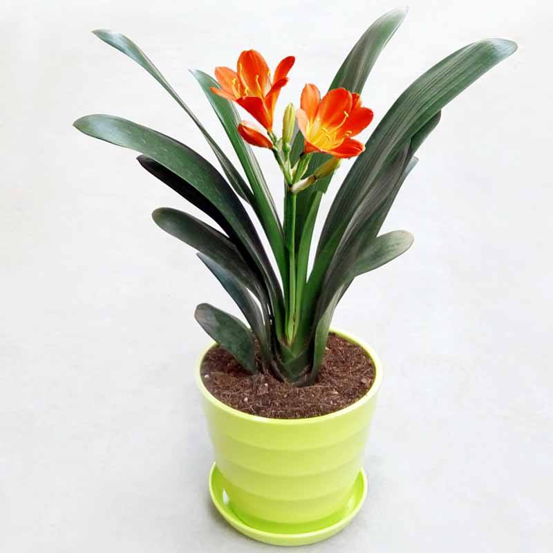 不小心打翻一盆花怎么补救,花盆土里常见有哪些虫