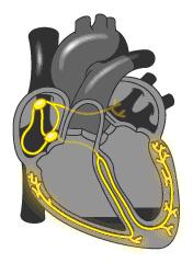 目前的心脏起搏器多少一个,心脏起搏器最高价格多少