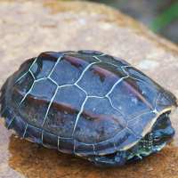 被过分*制抵**的爬宠，能不能存在于阳光之下？