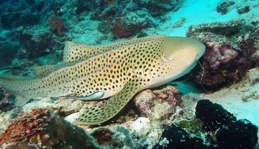 鲨鱼会被水淹死么,鲨鱼停止活动就会窒息而死