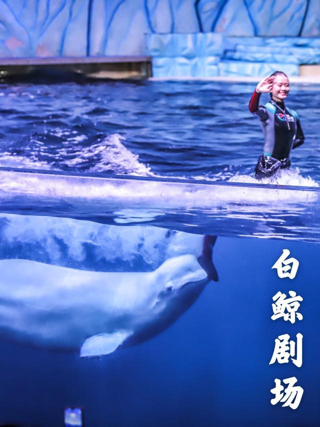 来珠海亲子必打卡景点，人工飘雪海洋动物表演，最适合周末亲子游