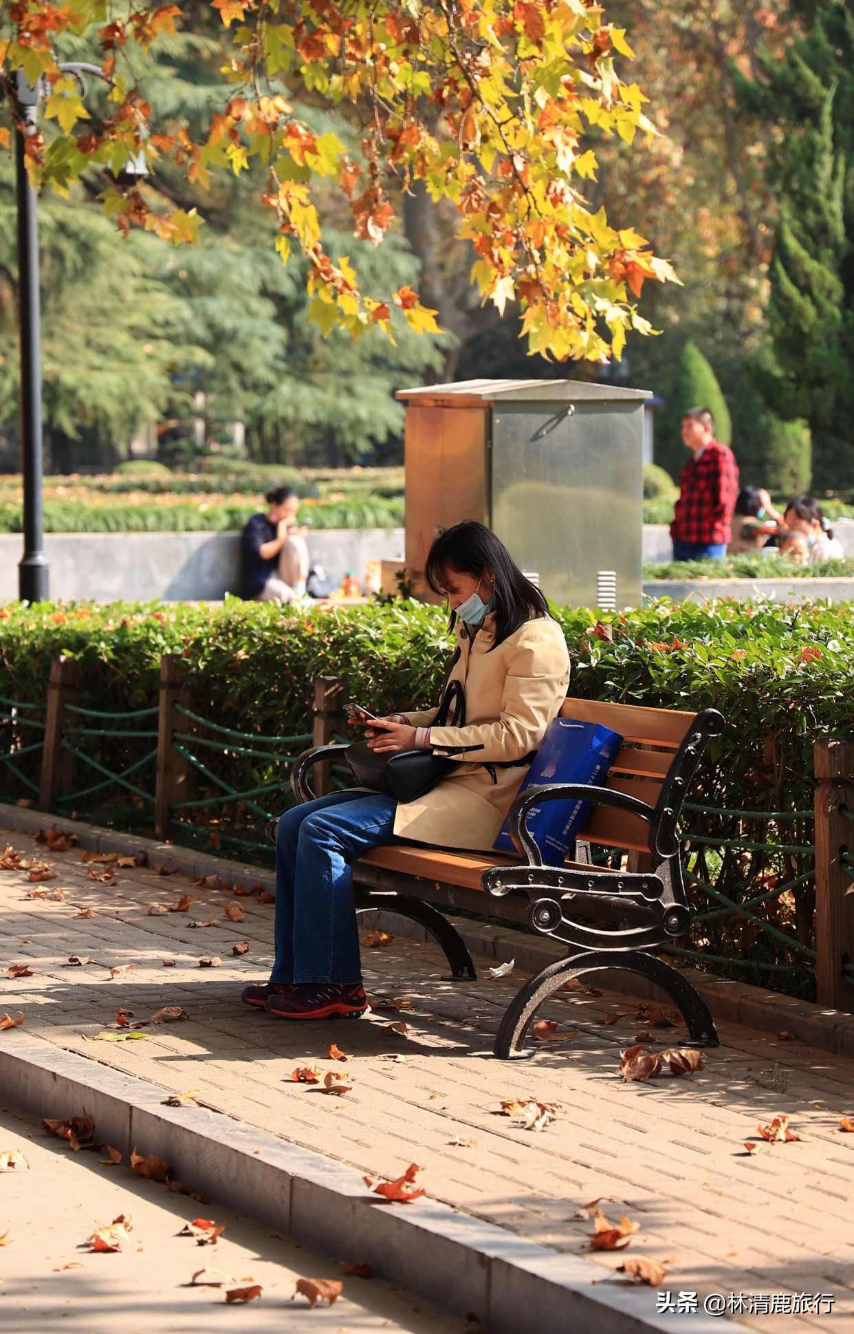 离郑州最近银杏园赏秋,郑州银杏惊艳了秋天