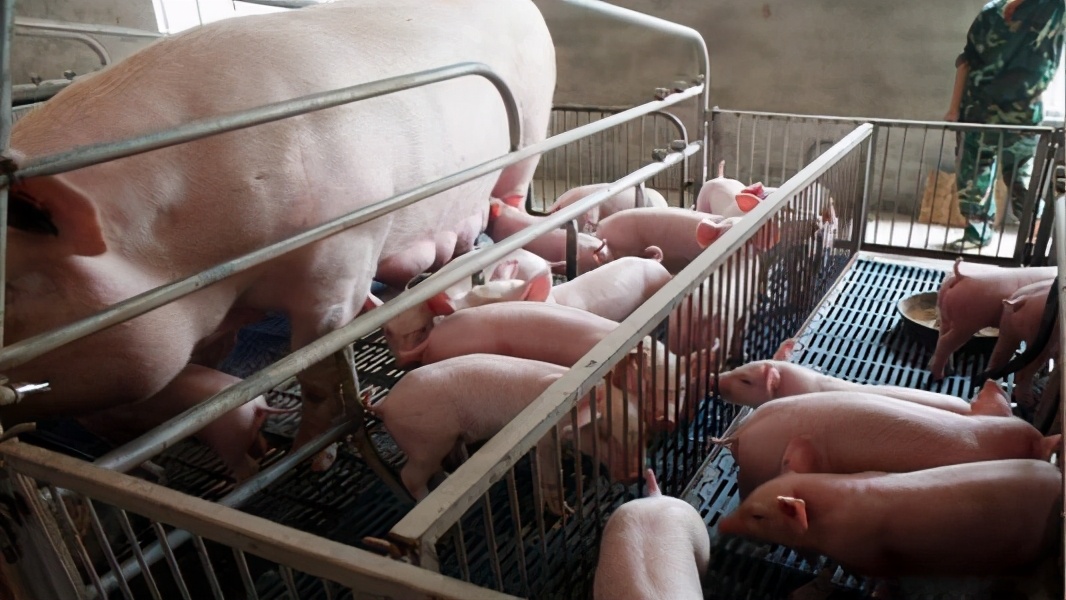 母猪夏季饲养管理要点及饮水消毒的必要性