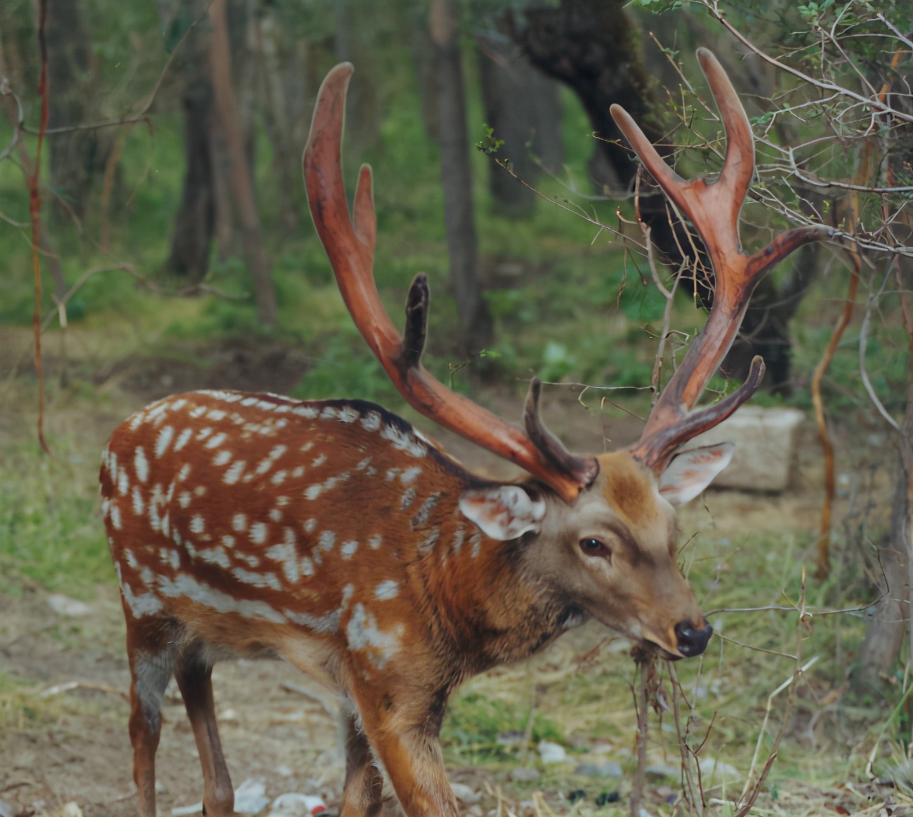 梅花鹿为什么夏天才有斑点,梅花鹿怎么没长鹿茸