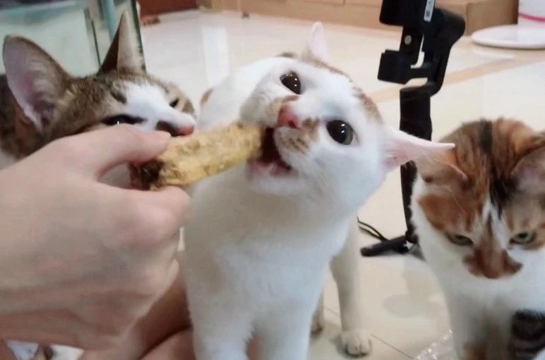 猫吃哪款益生菌比较好,猫用益生菌和人用的益生菌