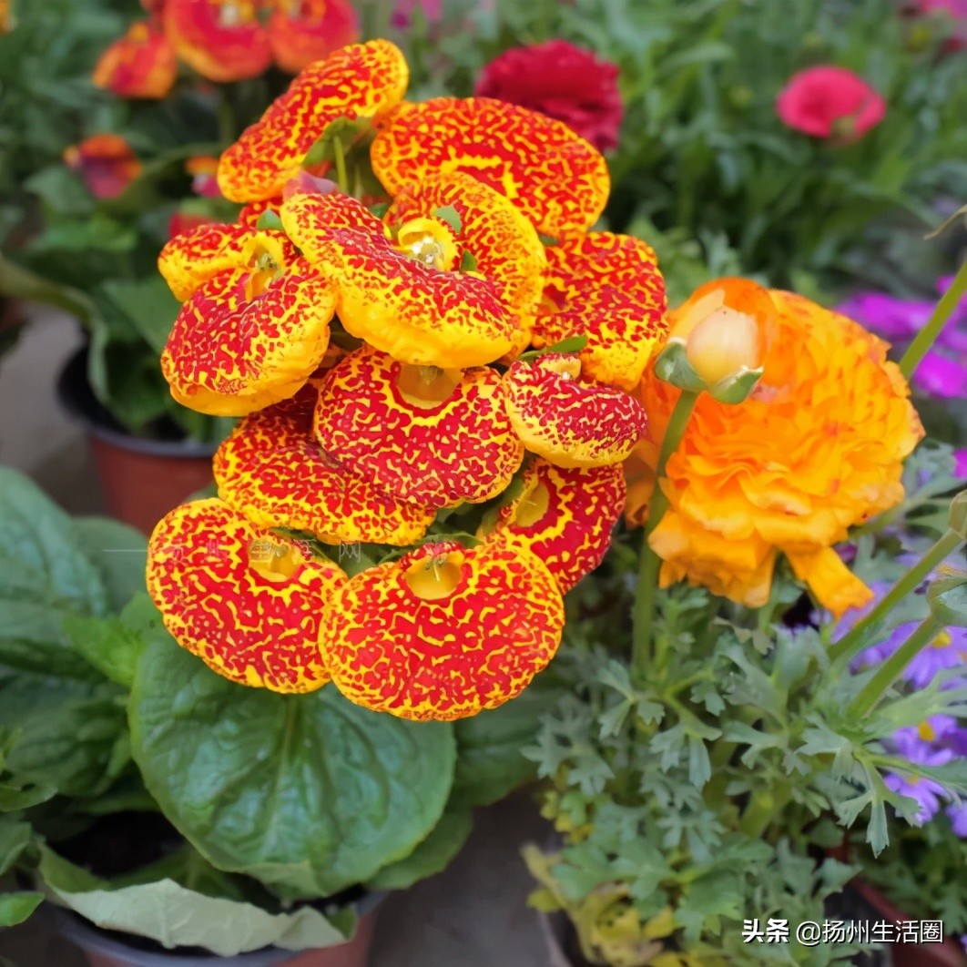 扬州盆栽花卉批发市场,扬州花木城花卉批发市场