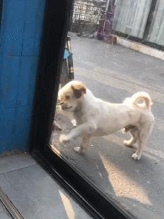 给狗喂吃的会咬你手吗,给狗喂饭要咬到手吗