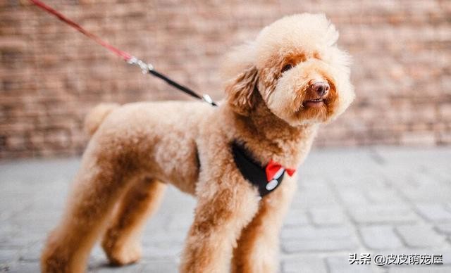 养泰迪犬是公的好还是母的好,养泰迪犬非要狗笼吗