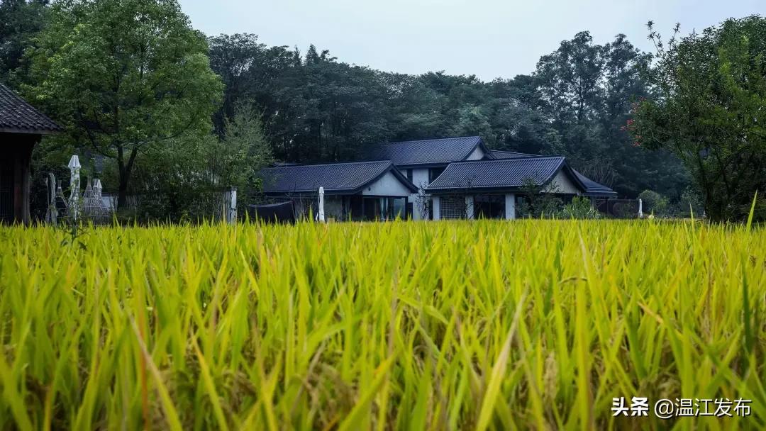 成都温江特色旅游,新旅游潮成都主题旅游目的地