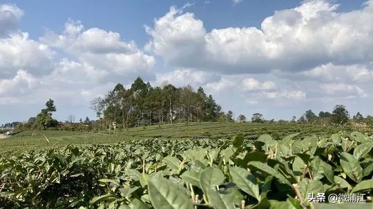 无论市场如何变，蒲江雀舌“早”“优”特质不会变！
