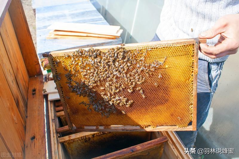 养殖蜜蜂的管理技术及要点有哪些,蜜蜂的养殖与管理知识技巧有哪些