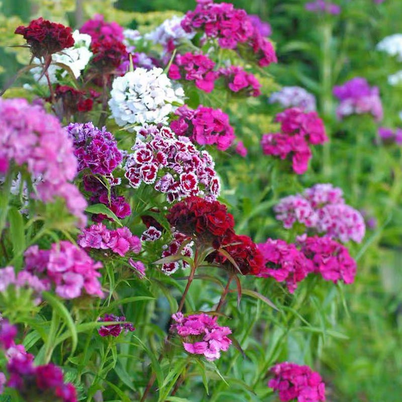 “论斤卖”的10种花卉种子，花海都种它，“靠天吃饭”就能活