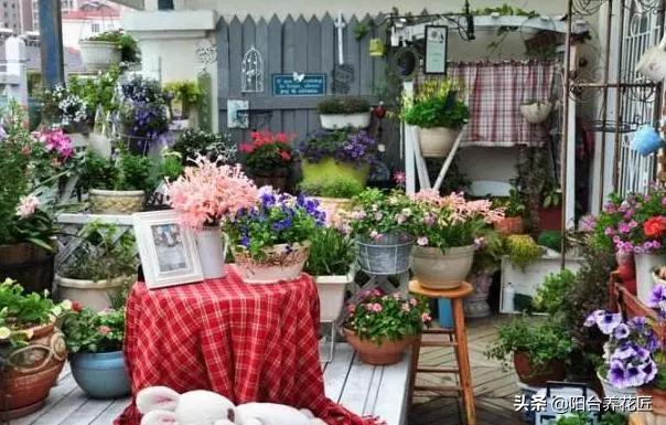 适合室内养的耐干旱少阳光的花,这5种花晒不死太阳越大开花越多