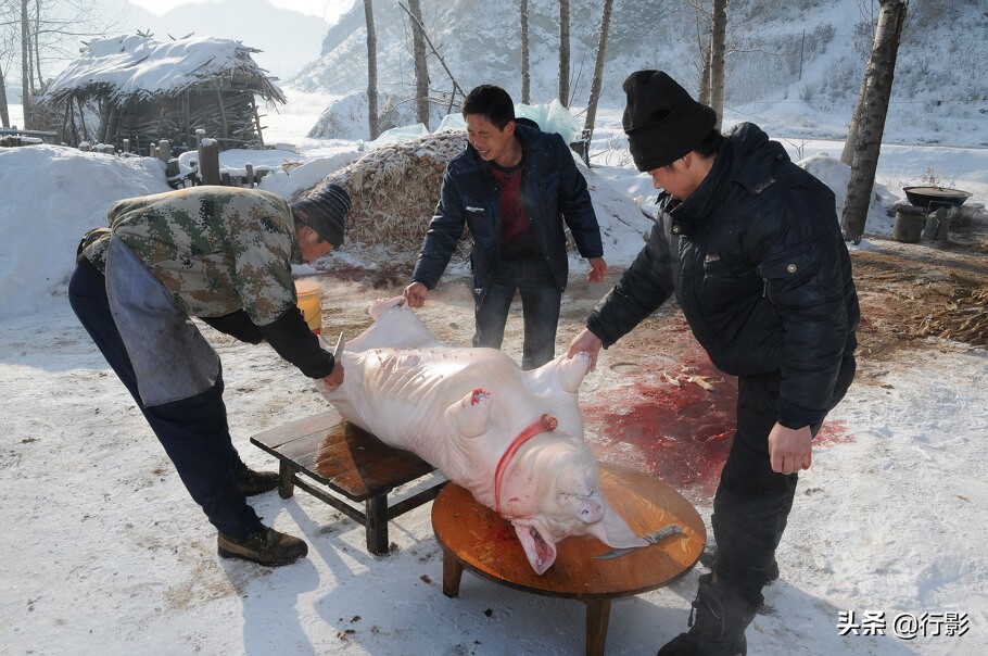 哪里体验正宗的东北杀猪菜,带着浓浓年味的杀猪菜