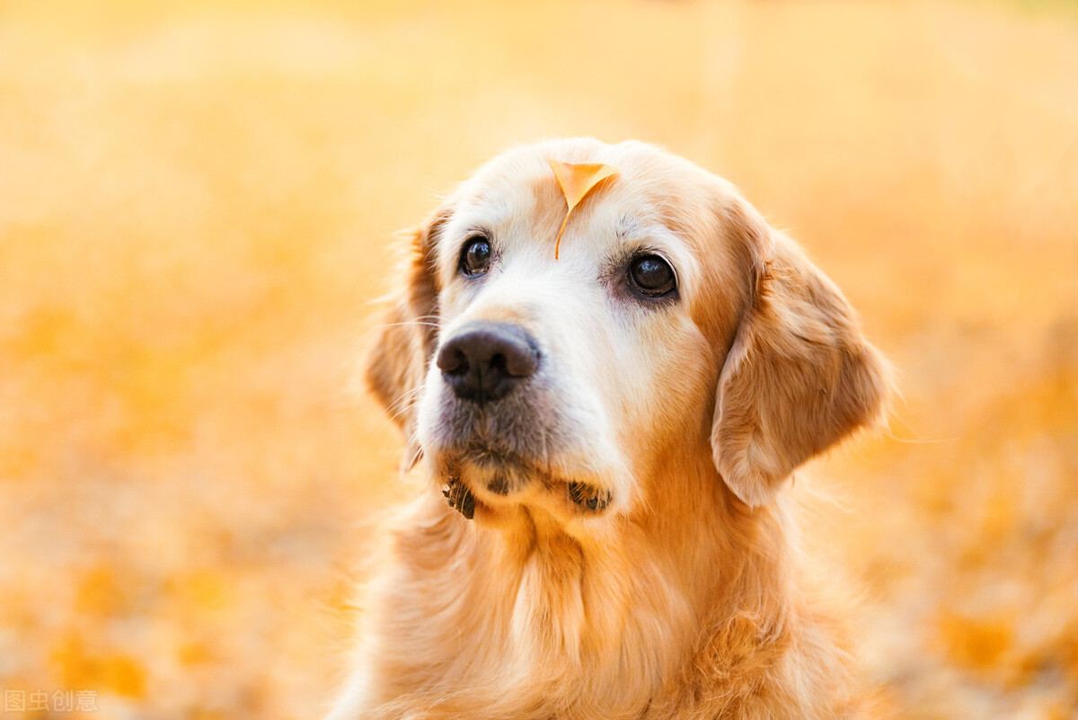 狗狗伤口不缝合几天能愈合,狗狗外伤用什么药愈合伤口