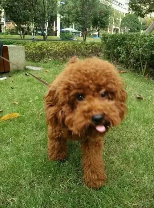 怎样训练泰迪犬不乱叫,怎样训练泰迪犬随行