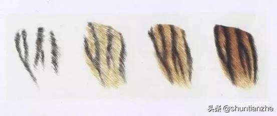 工笔老虎技法教学视频,工笔老虎胸毛的撕毛法