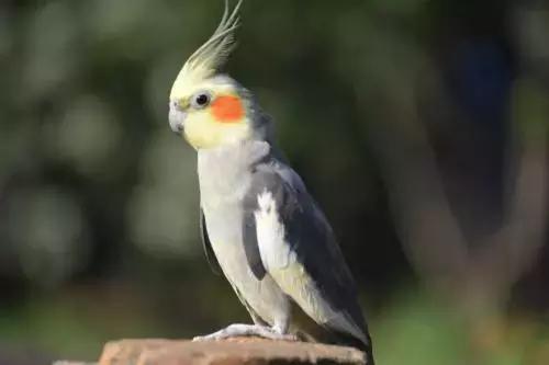 玄凤鹦鹉喂什么牌子奶粉,特色玄凤鹦鹉怎么培育的