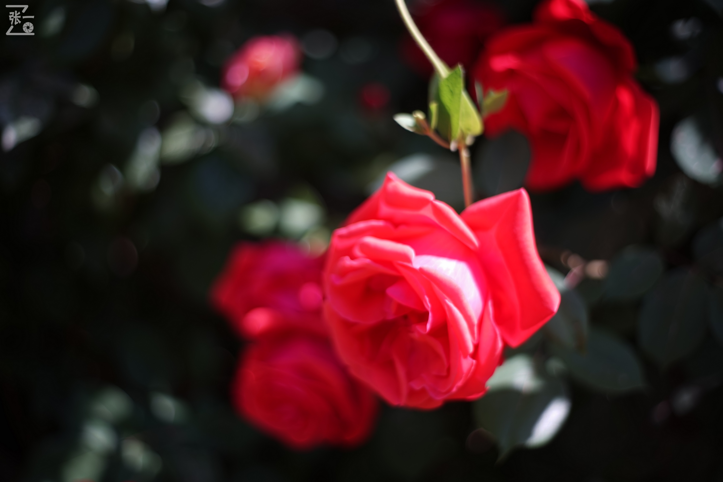 凤凰国产50mm镜头,凤凰索尼e口镜头