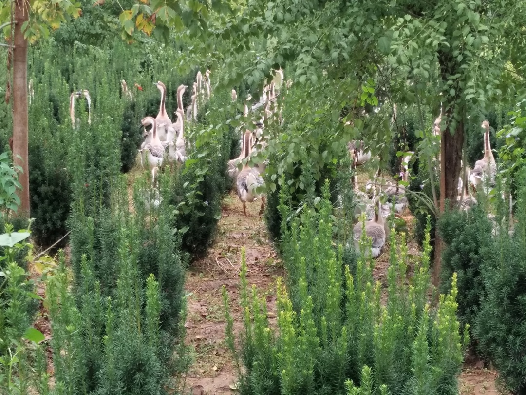 如果你在森林里遇见它你会怎么办,如果你在森林中遇见一头狼怎么办