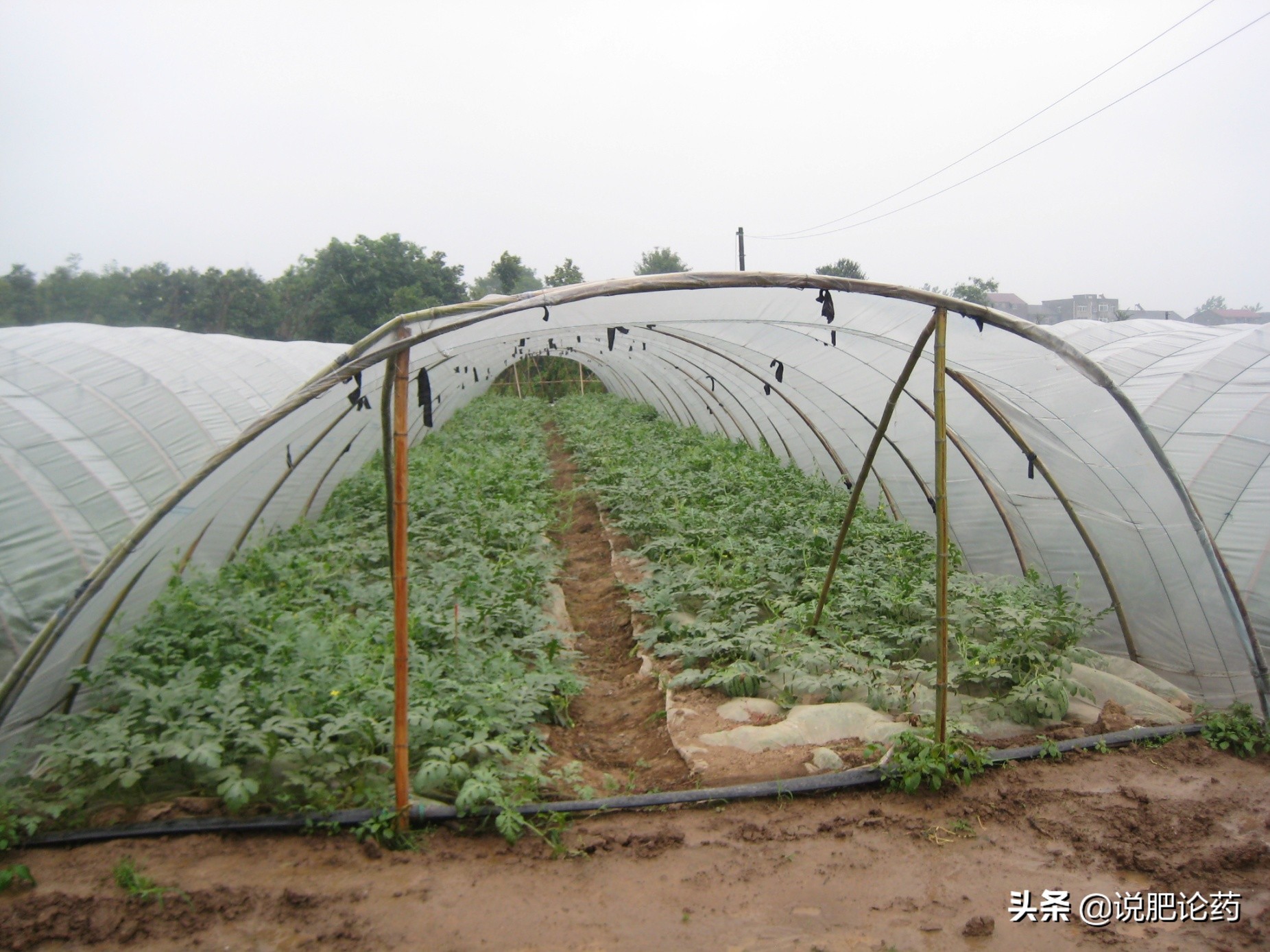 西瓜减肥最有效的方法,西瓜防病治病的特效药