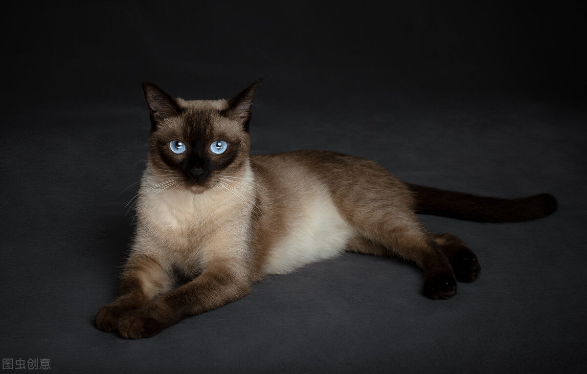 新手怎么选猫品类,新手如何选猫养猫