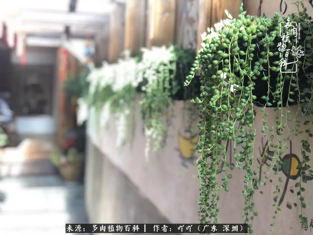 涓冨僵浜戝崡澶氳倝,浜戝崡澶氳倝涔嬫梾