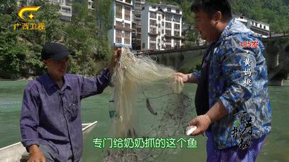 巴马长寿村10年候鸟人真实现状,最新巴马候鸟人真实讲述