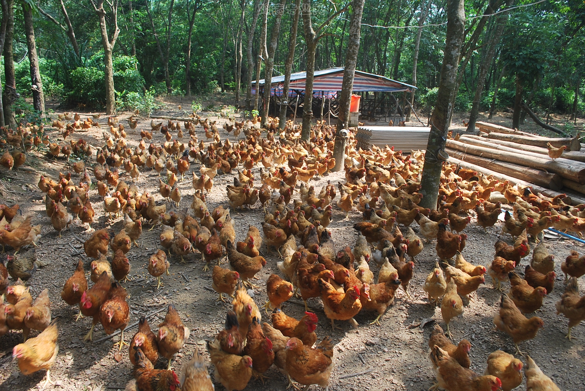 鸡鸭鹅肿腿,鸡鸭鹅关节肿大