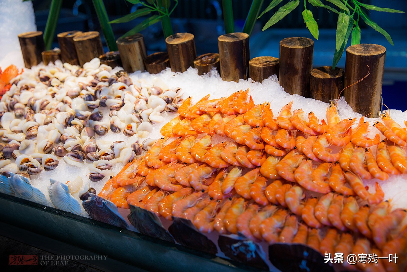 杭州蓝鳍金枪鱼自助,杭州金枪鱼自助