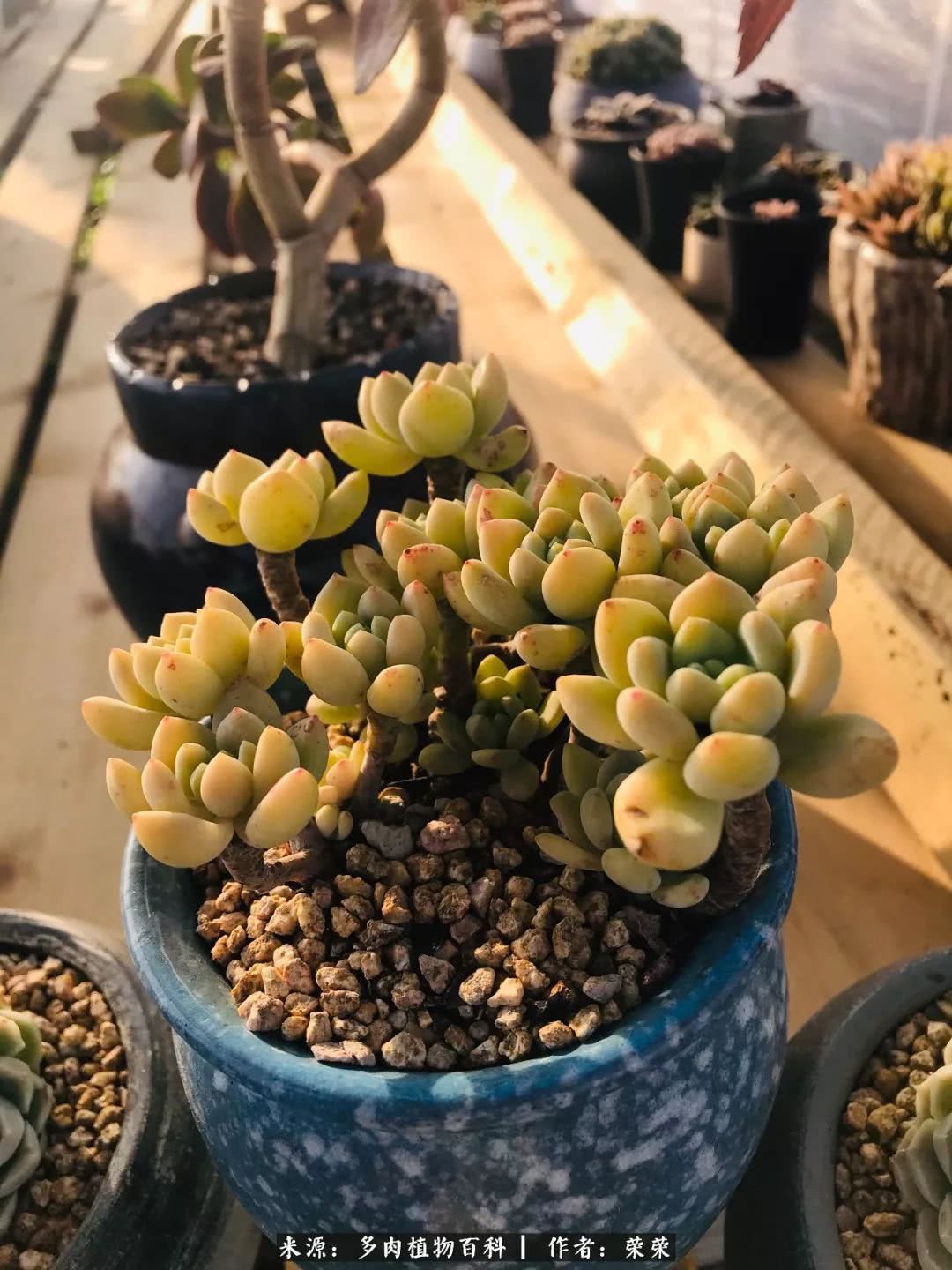 我在包邮区养肉，附多肉越冬度夏养护建议！