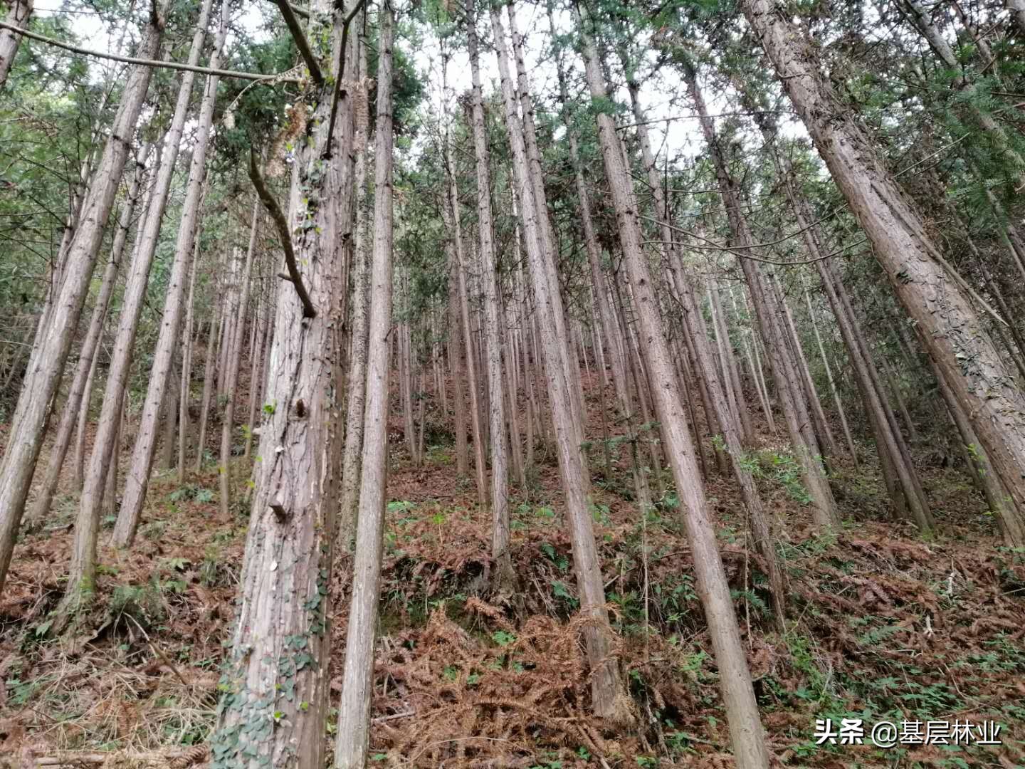 三大优势助力,三大优势让他成香饽饽