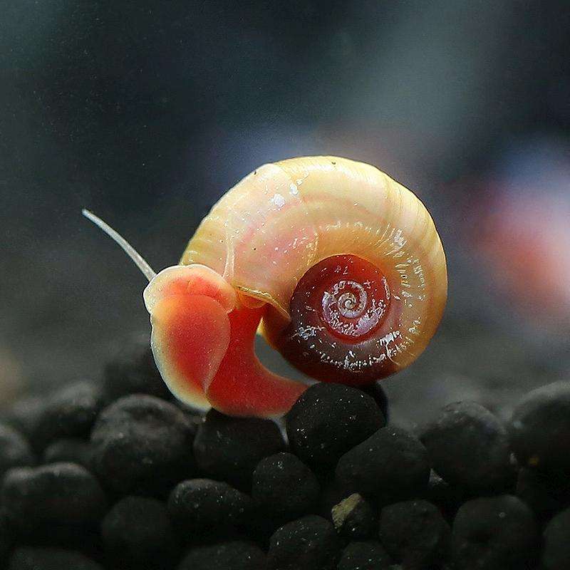 草缸苹果螺爆缸怎么处理,草缸养螺好吗